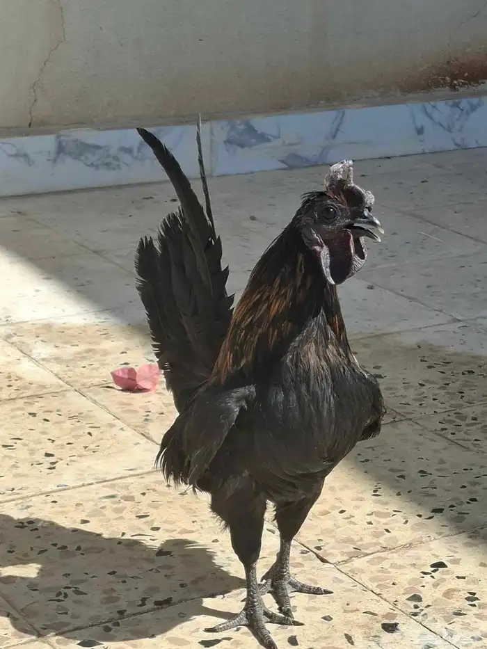 ديك حباحب على السوم 1