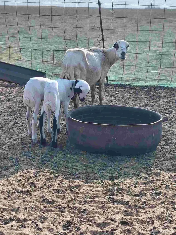 نعجه رفيدي متاوم 3