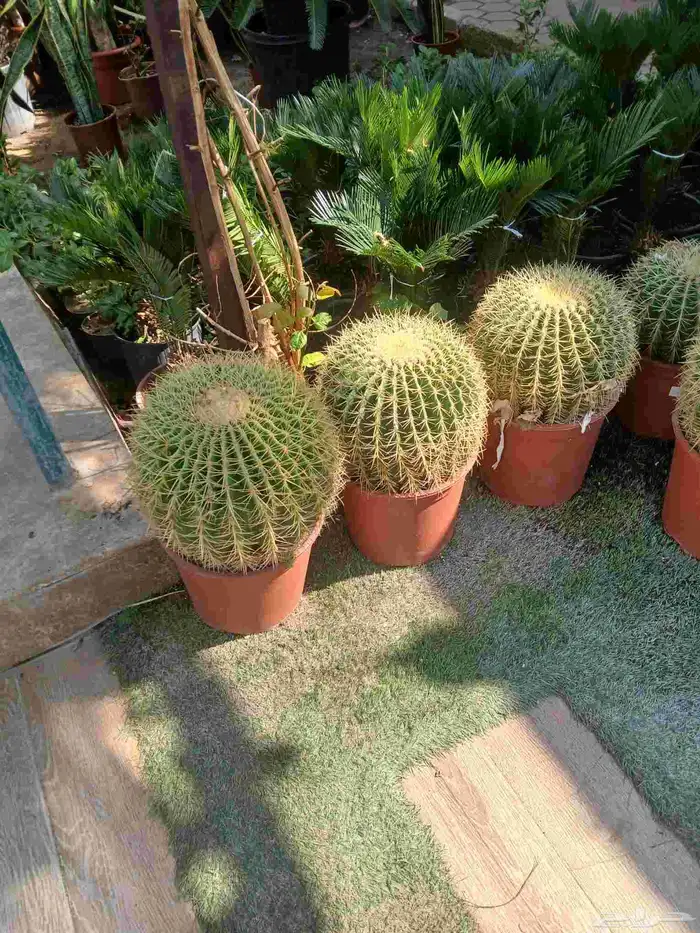 مشتل تنسيق حد ائق 7