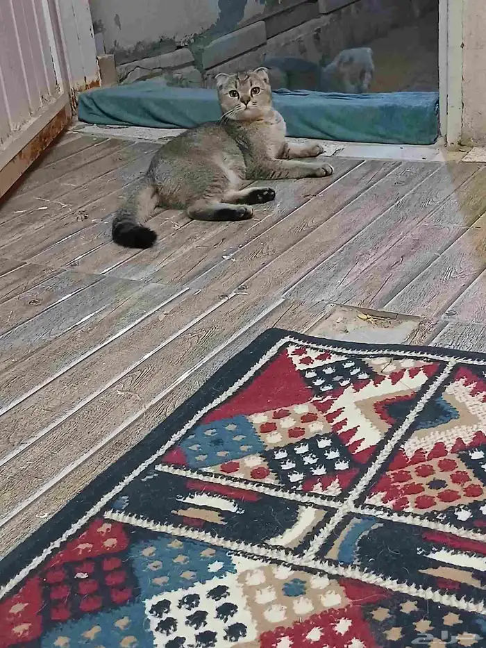 قطه انثي هملايا لللبيع 4