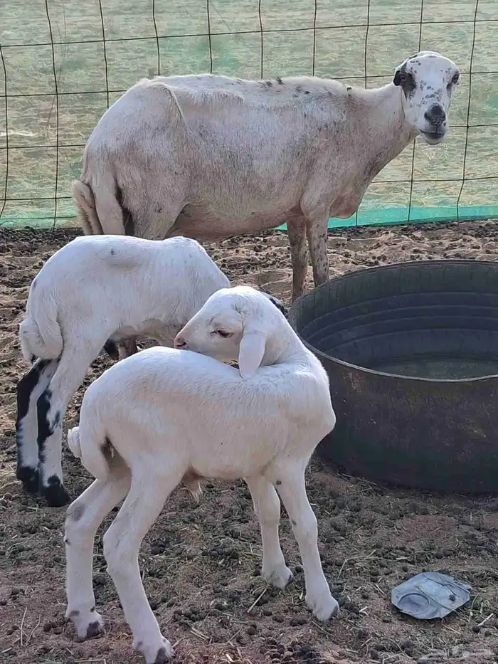 نعجه رفيدي متاوم 2