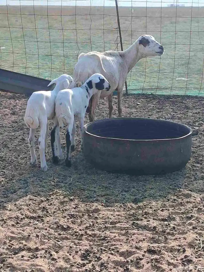 نعجه رفيدي متاوم 1