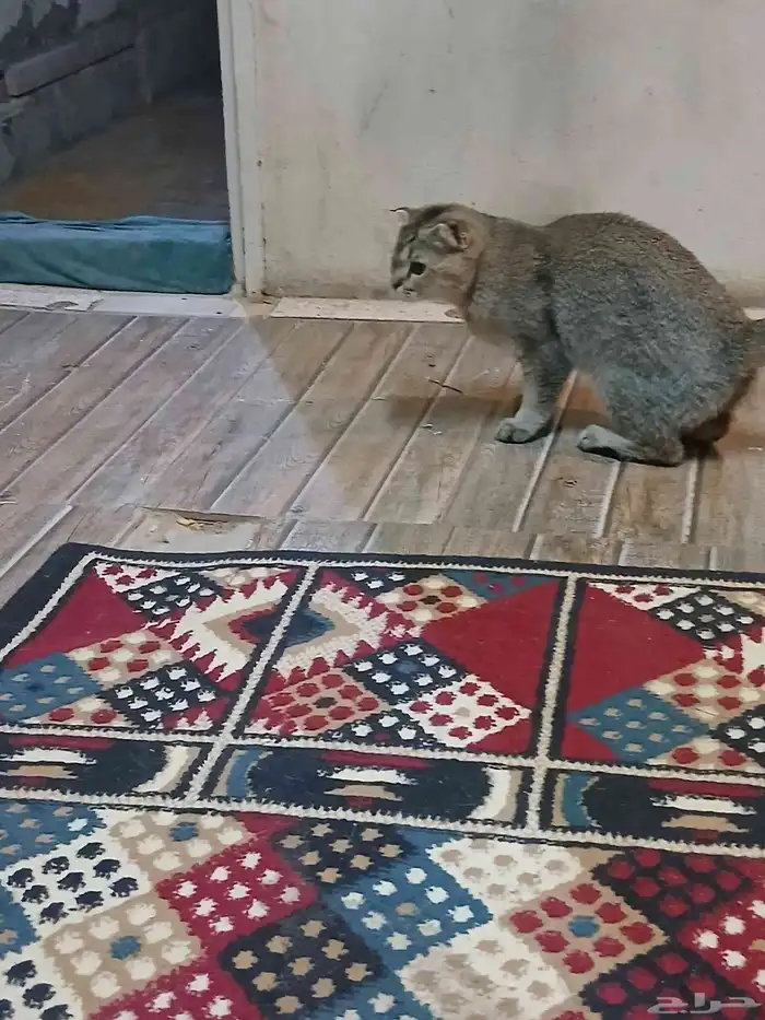 قطه انثي هملايا لللبيع 0