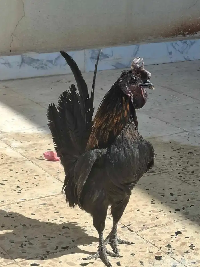 ديك حباحب على السوم 2