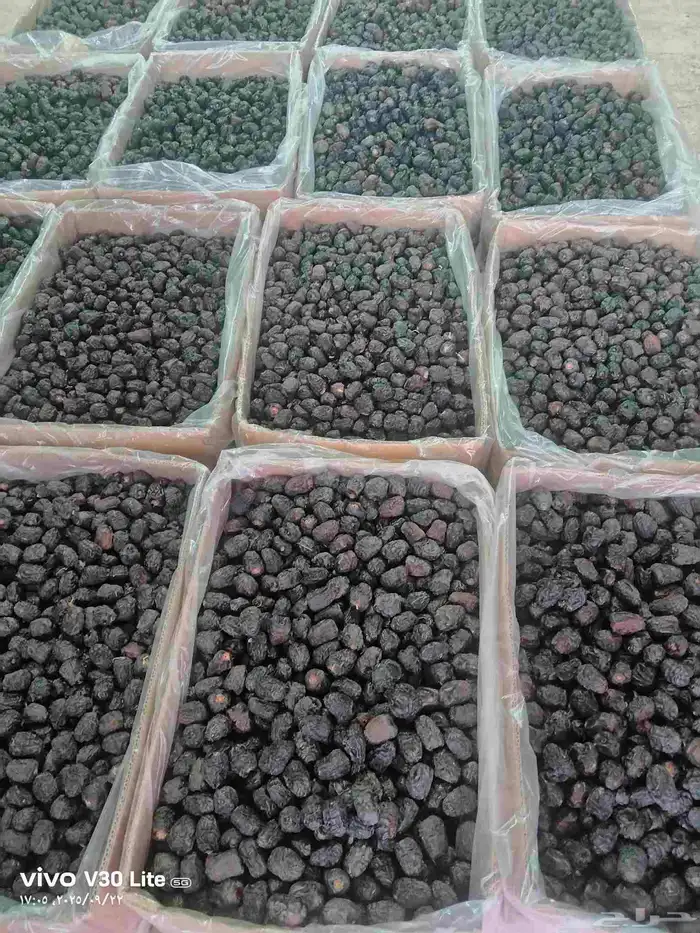 عجوة المدينة انتاج السنة درجة أولى سعر الكيلو 20 ريال (عدد ا 6