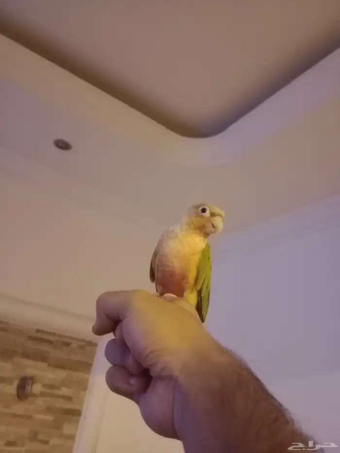 كنيور قرين شيك متكلم واو أليف جدا 1