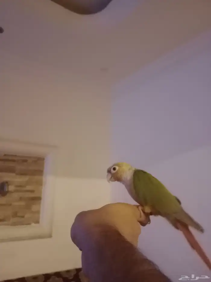 كنيور قرين شيك متكلم واو أليف جدا 2