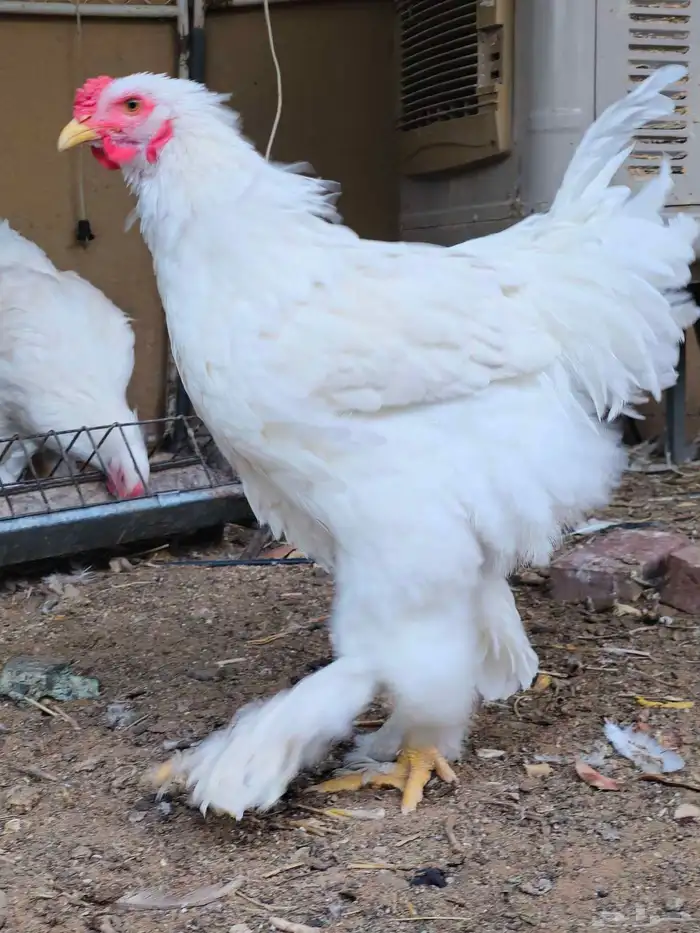 ديوك براهما 0