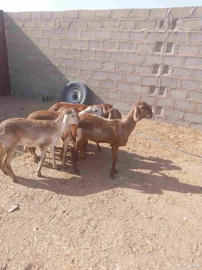 رخال سواكنيه 5