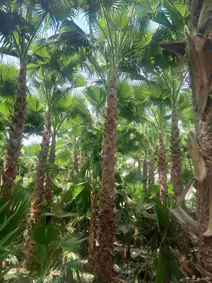 يوجد لدينا نخيل وشنطني وعربي بجميع المقسات والانواع 4