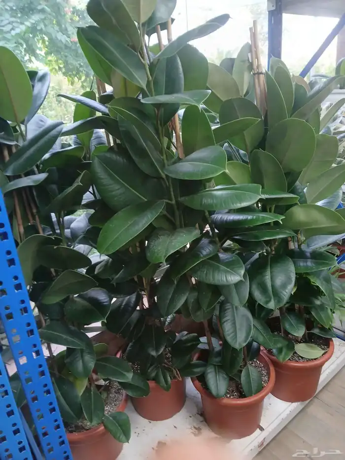 مشتل تنسيق حد ائق 3