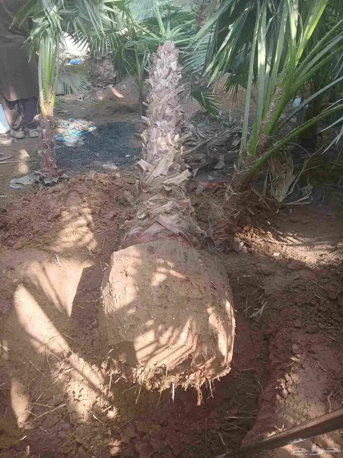 يوجد لدينا نخيل وشنطني وعربي بجميع المقسات والانواع 5