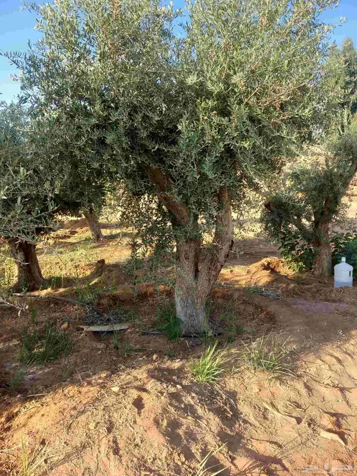 اشجار زيتون ونخيل 1