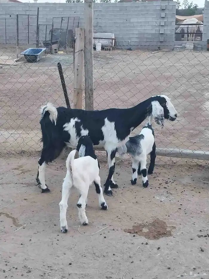 عنز مصريه خلفه متاوم تحتها تيوس. تم البيع 3