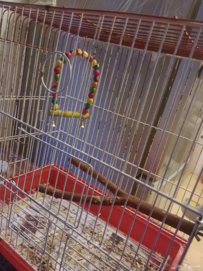 كنيور قرين شيك متكلم واو أليف جدا 10