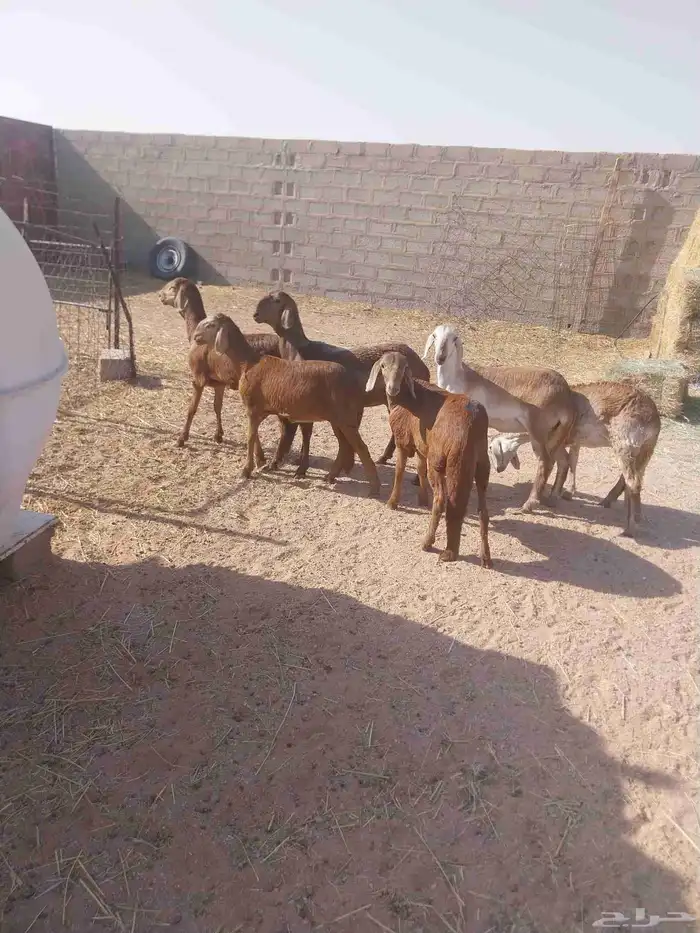 رخال سواكنيه 0