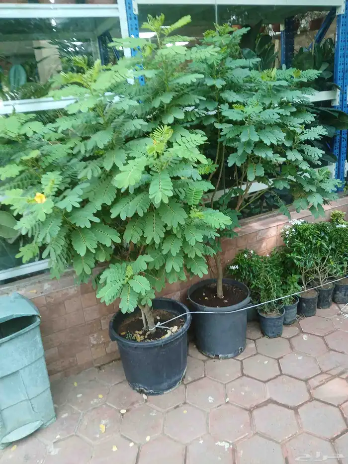 مشتل تنسيق حد ائق 1