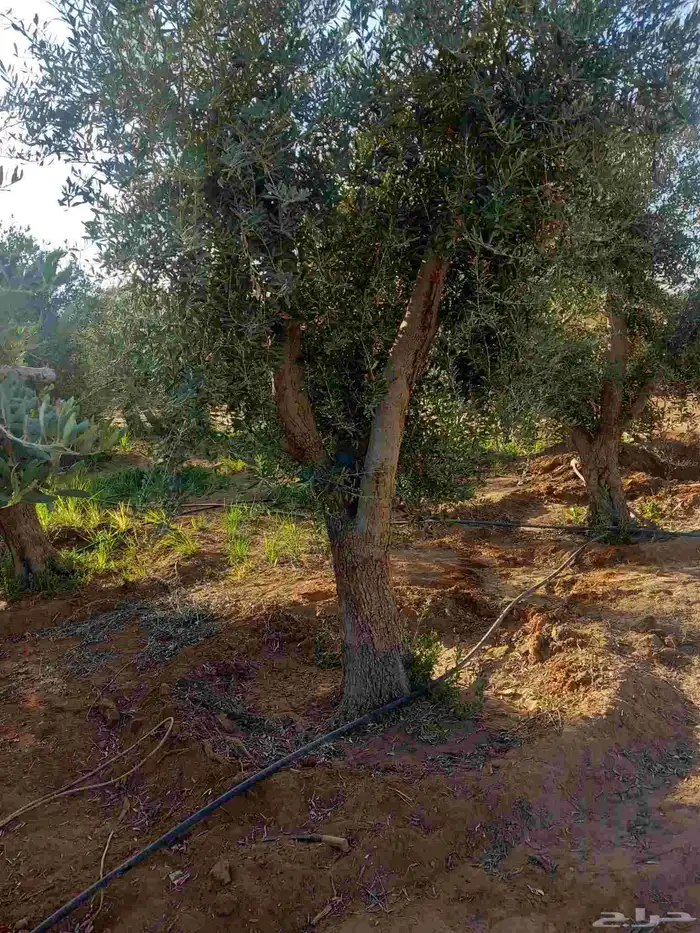 اشجار زيتون ونخيل 0