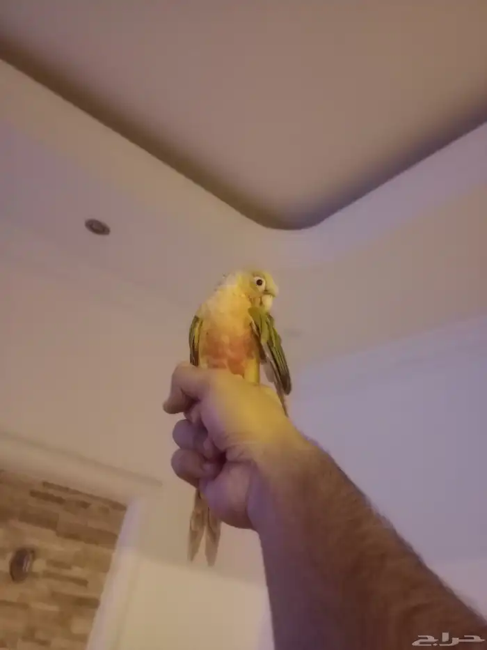 كنيور قرين شيك متكلم واو أليف جدا 11