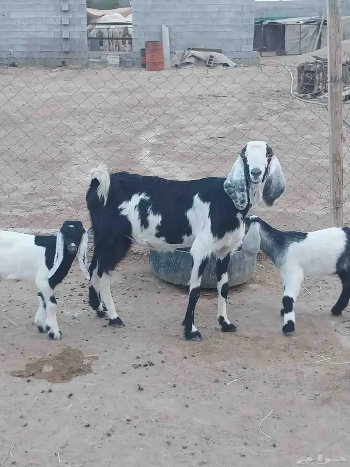 عنز مصريه خلفه متاوم تحتها تيوس. تم البيع 2