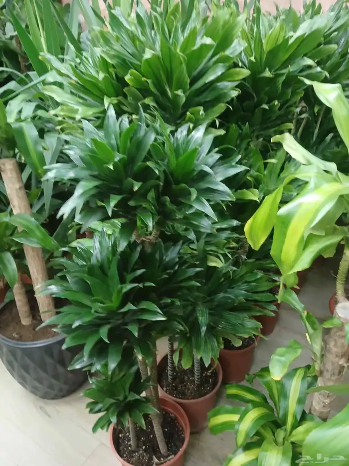 مشتل تنسيق حد ائق 6