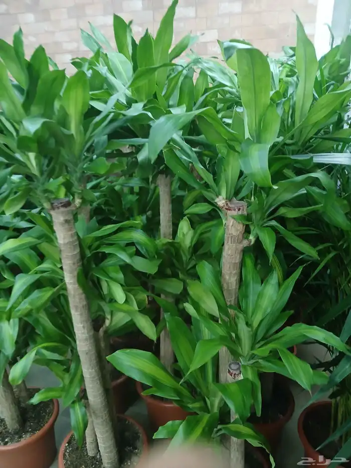 مشتل تنسيق حد ائق 2