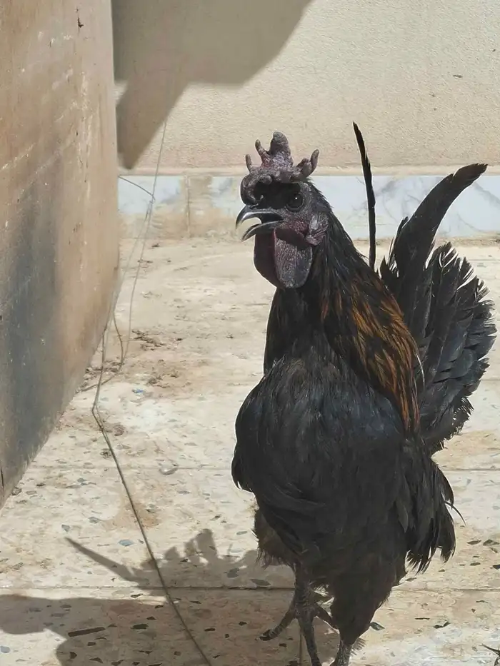 ديك حباحب على السوم 3