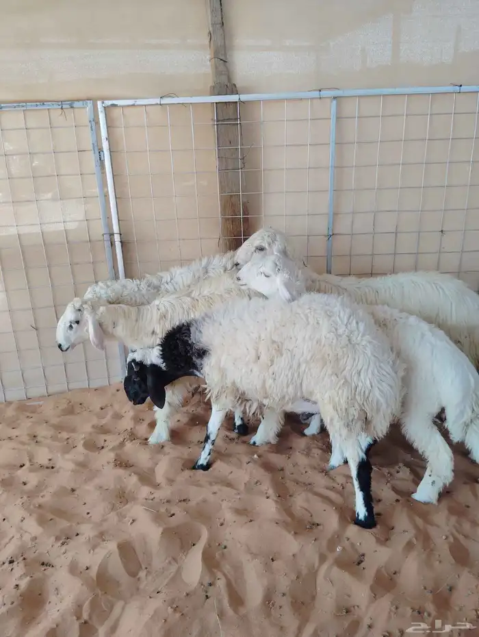 خمسة طليان نجدي ابيض ونعيمي وحري نظيفة وسليمة والصحة شرط 5