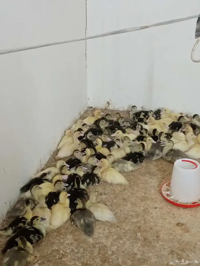 يتوفر بفضل الله صوص بط مسكوفي 0