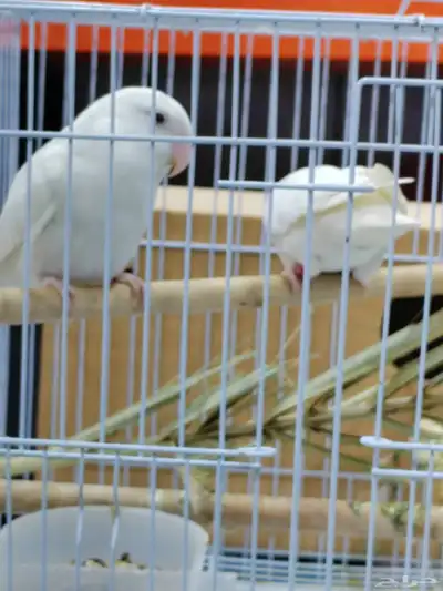 جوز روز البينو عيون حمر index