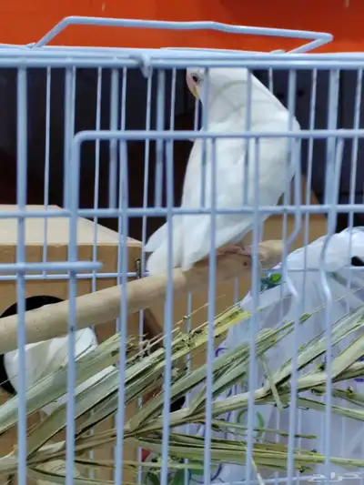 جوز روز البينو عيون حمر index