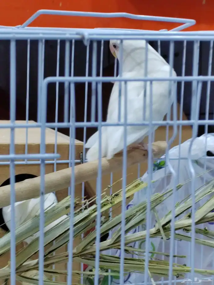 جوز روز البينو عيون حمر 2