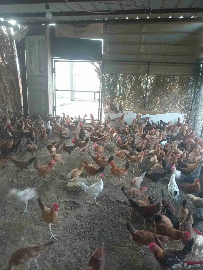 Country chicken for sale 0