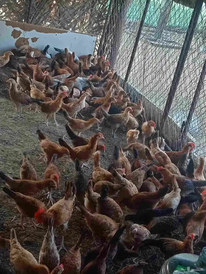 Country chicken for sale 2