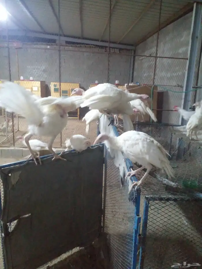 دجاج رومي وديوك فيومي 1