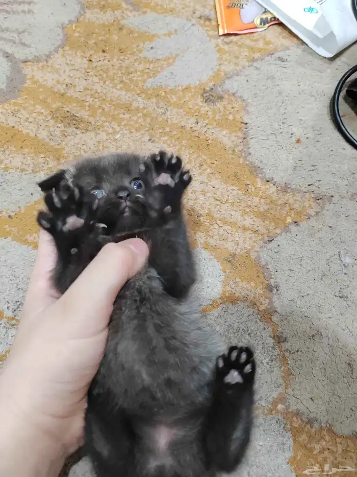 كيتن اسكوتش 5