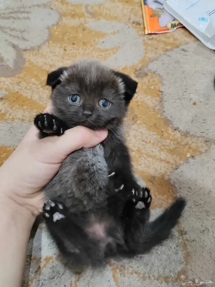 كيتن اسكوتش 3