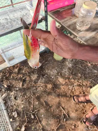 فرخ كنيور index