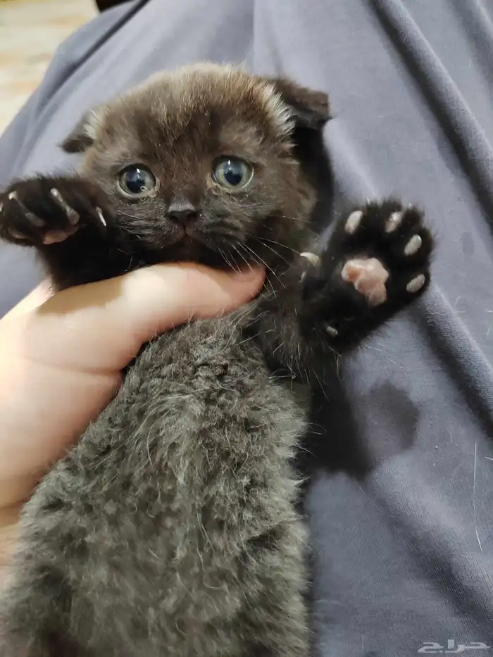 كيتن اسكوتش 6