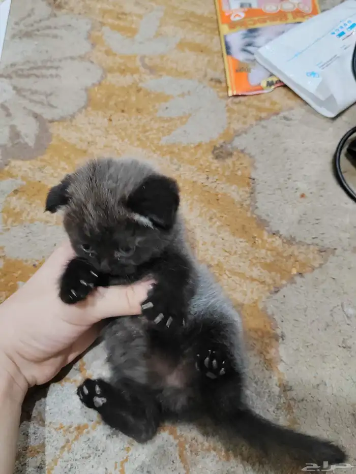 كيتن اسكوتش 4