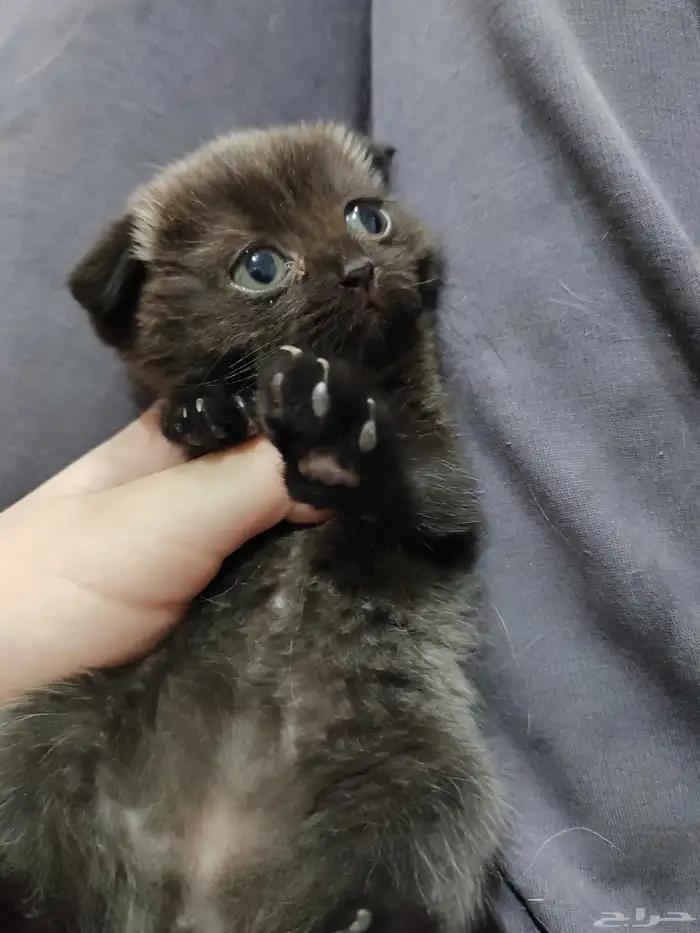 كيتن اسكوتش 7