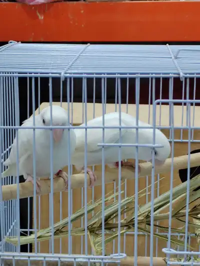 جوز روز البينو عيون حمر index