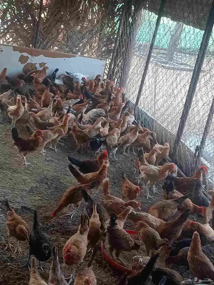 Country chicken for sale 1