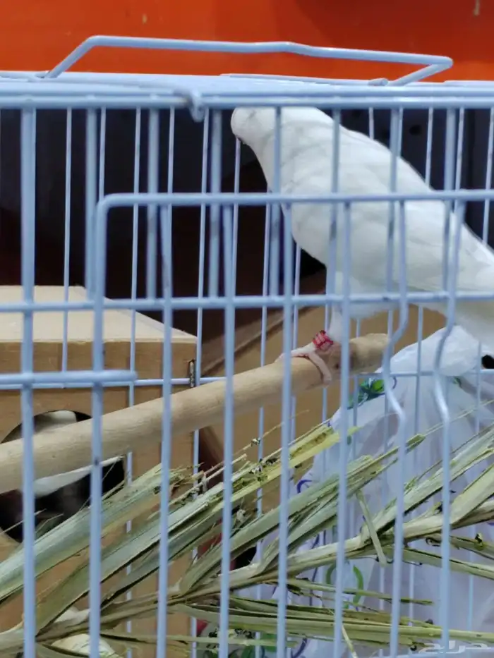 جوز روز البينو عيون حمر 3