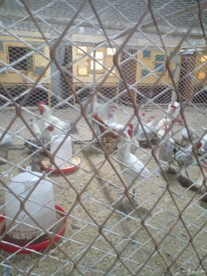 دجاج رومي وديوك فيومي 2