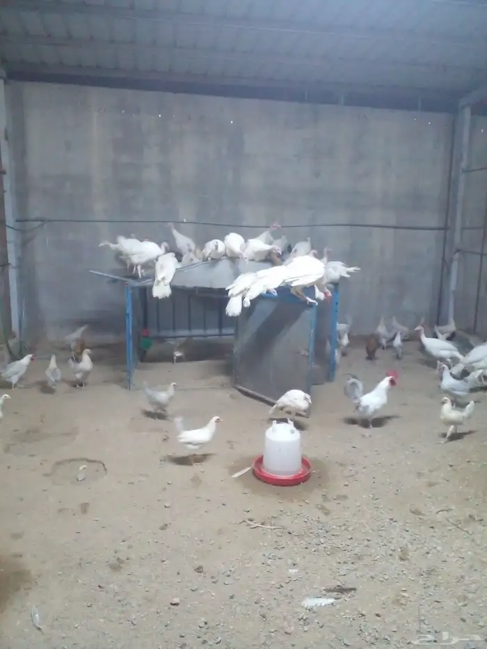 دجاج رومي وديوك فيومي 0