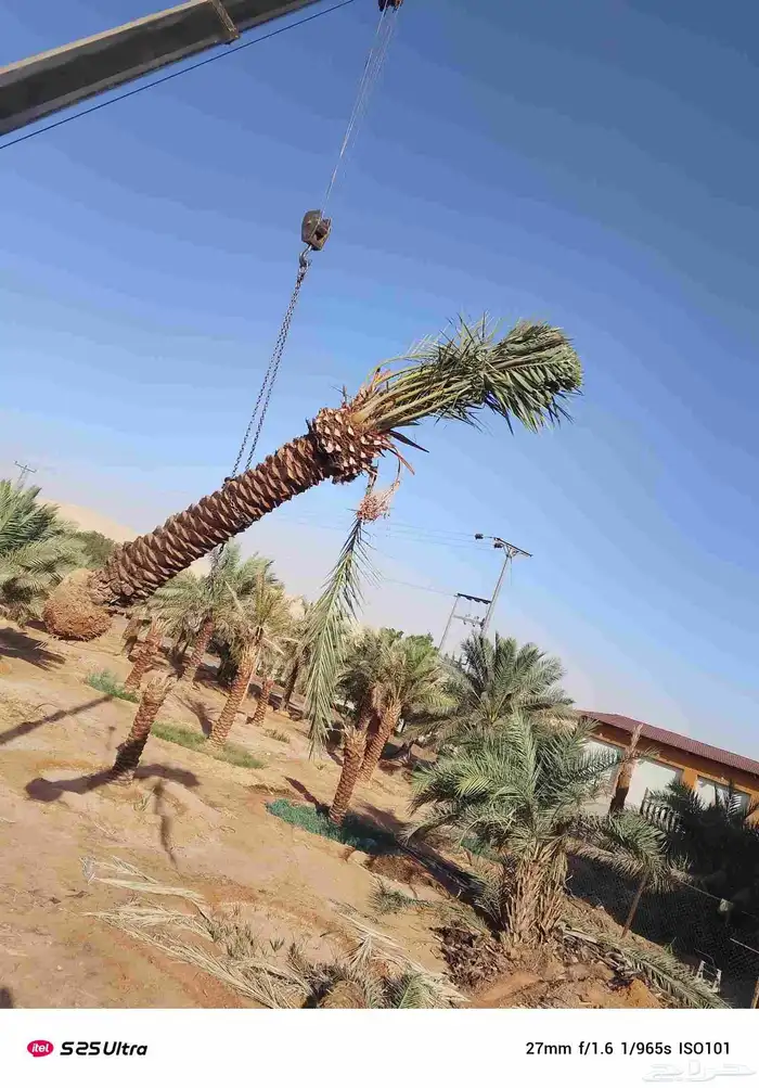 تنضضف نحل قليلا نظيف.تكرب.وشنتن 0