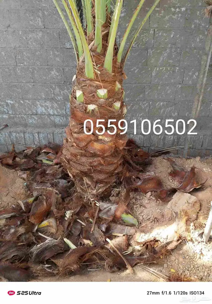 تنضضف نحل قليلا نظيف.تكرب.وشنتن 7