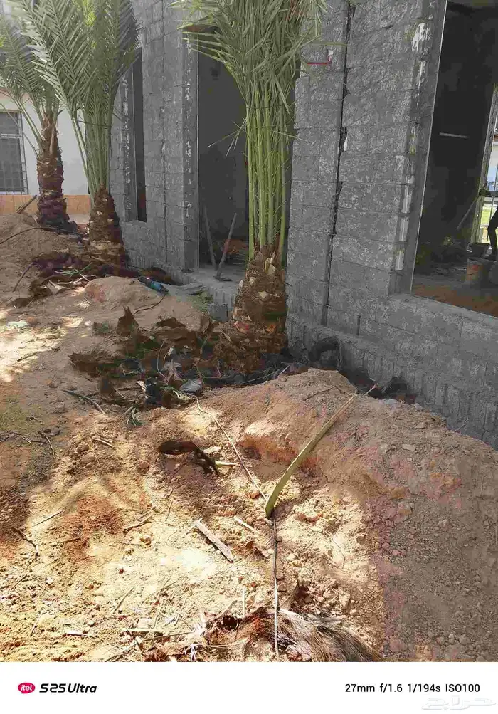 تنضضف نحل قليلا نظيف.تكرب.وشنتن 6