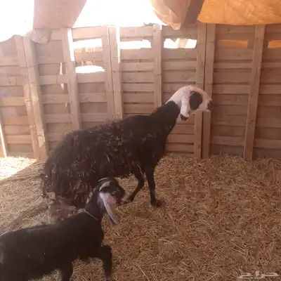 سلام عليكم ورحمه الله وبركاته index